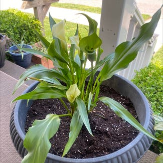 Calla Lily plant in Saint Joseph, Missouri