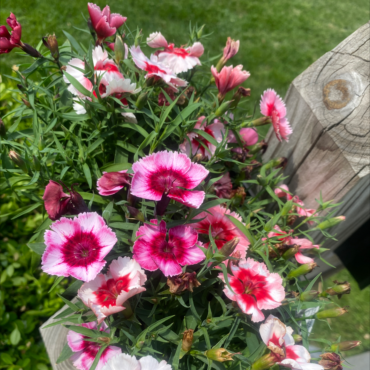 Flowering Chinese Pink (Dianthus chinensis) plant with vibrant pink and white flowers.