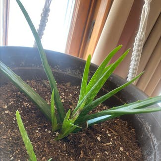 Aloe vera plant in Saint Joseph, Missouri