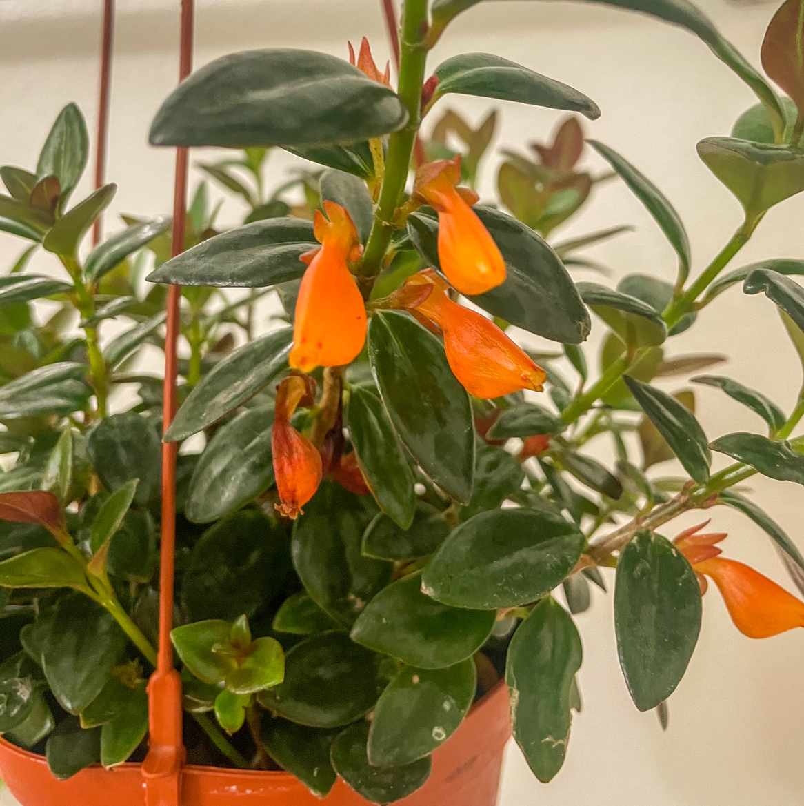 Goldfish Plant with vibrant orange flowers and healthy green leaves in a hanging pot.