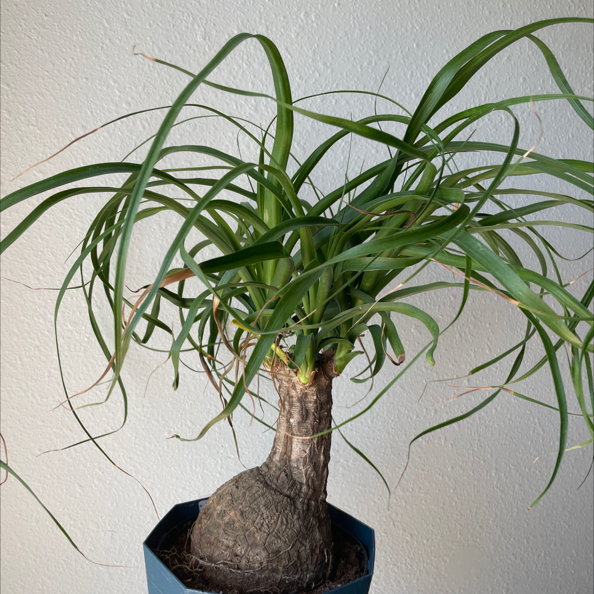 Close-up of a young, healthy Ponytail Palm plant with long green leaves growing from a swollen base, potted in a blue ceramic pot.