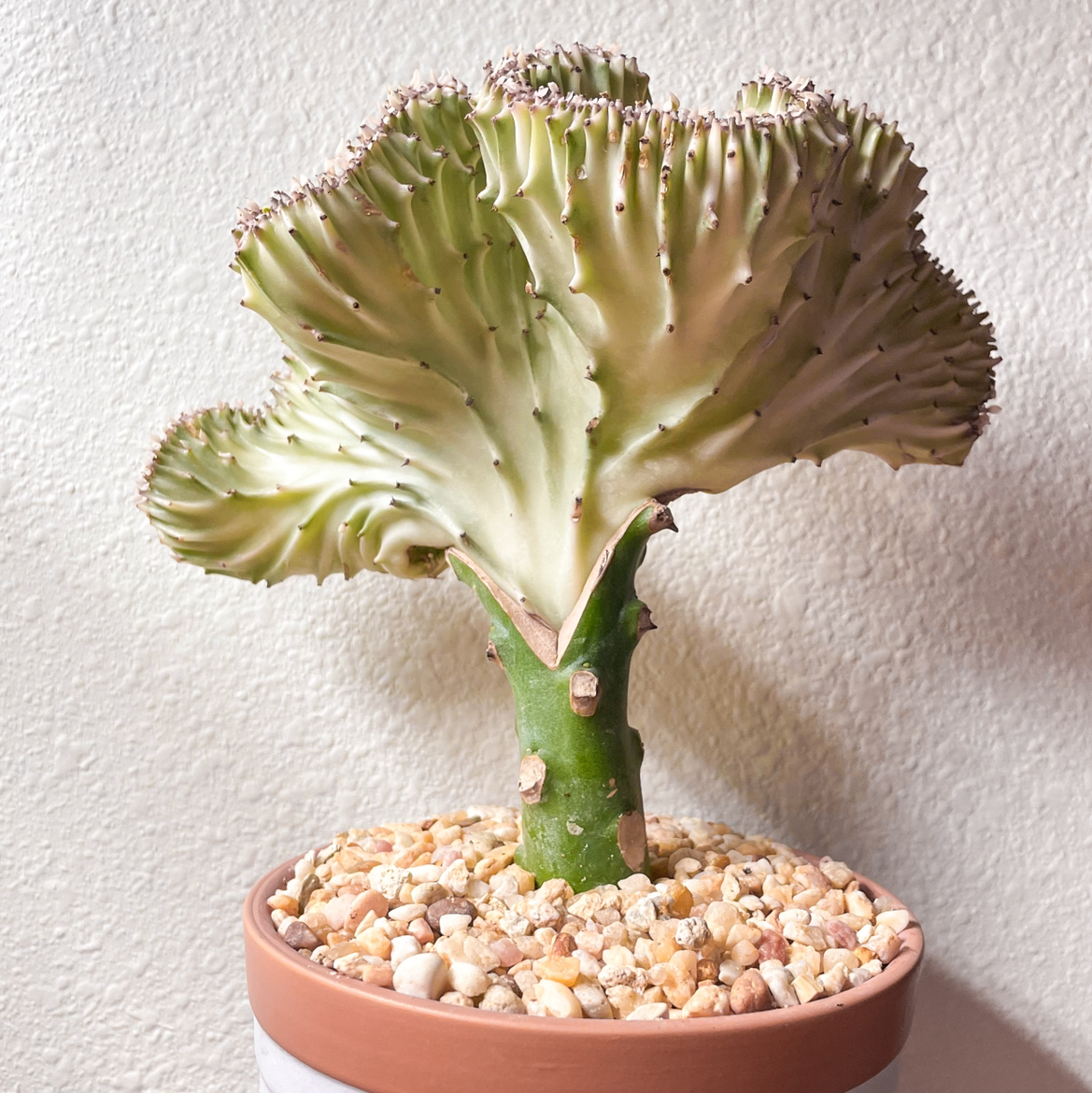 Photo of the plant species Crested Elkhorn by @zay named Poseidon on Greg, the plant care app