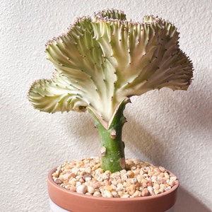 Crested Elkhorn plant photo by Zay named Poseidon on Greg, the plant care app.