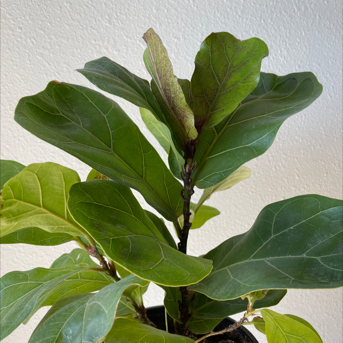 Fiddle Leaf Fig plant photo by @zay named Babino on Greg, the plant care app.