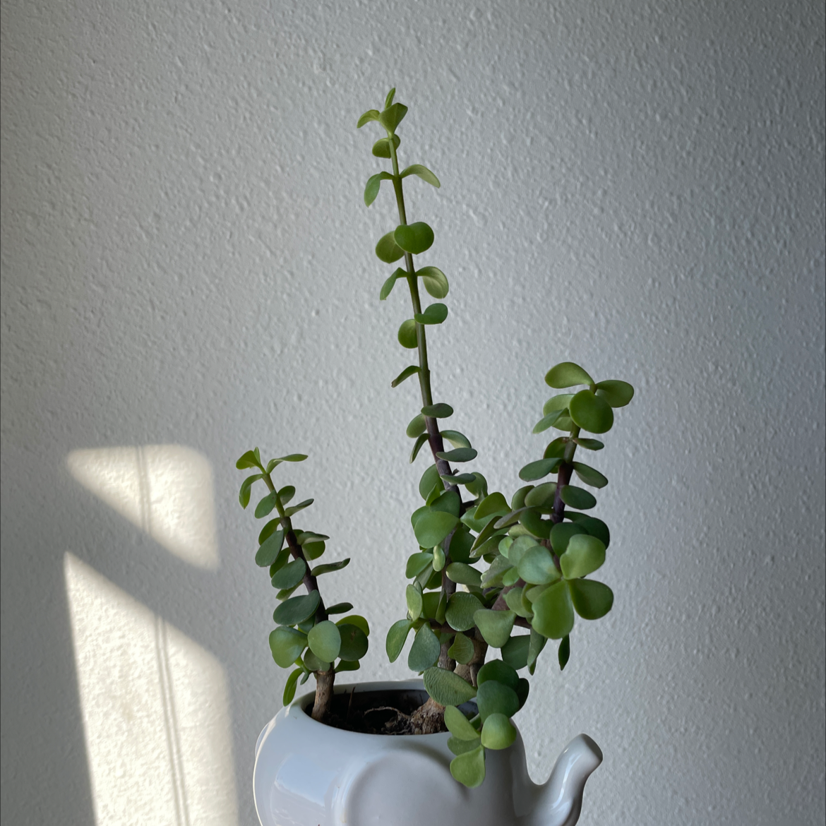 Healthy Elephant Bush (Portulacaria afra) in a decorative pot.