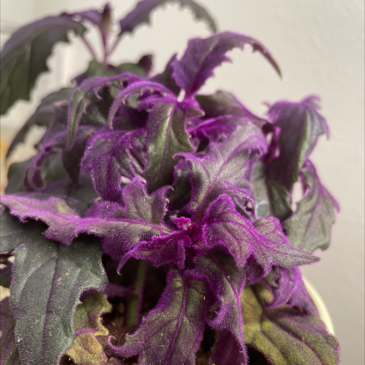 Close-up of a healthy Purple Velvet Plant with vibrant purple leaves.