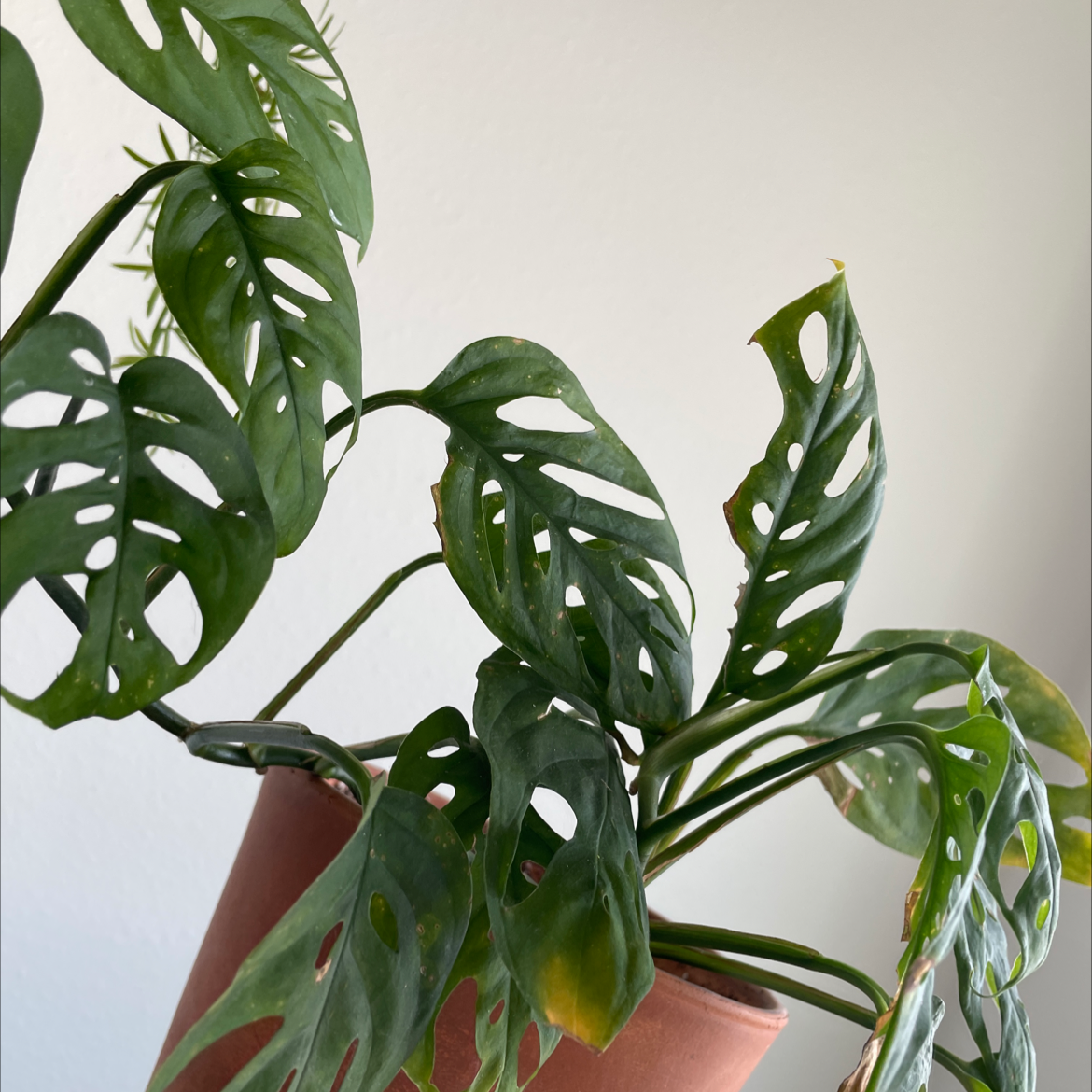 Swiss Cheese Vine (Monstera adansonii) in a pot with some yellowing and browning leaves.