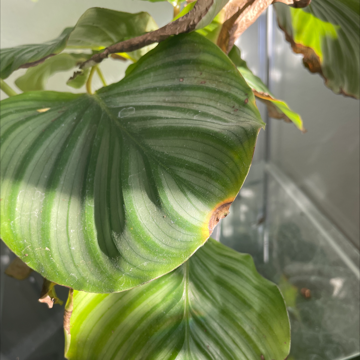 Calathea Orbifolia plant with large, striped leaves and some browning edges.
