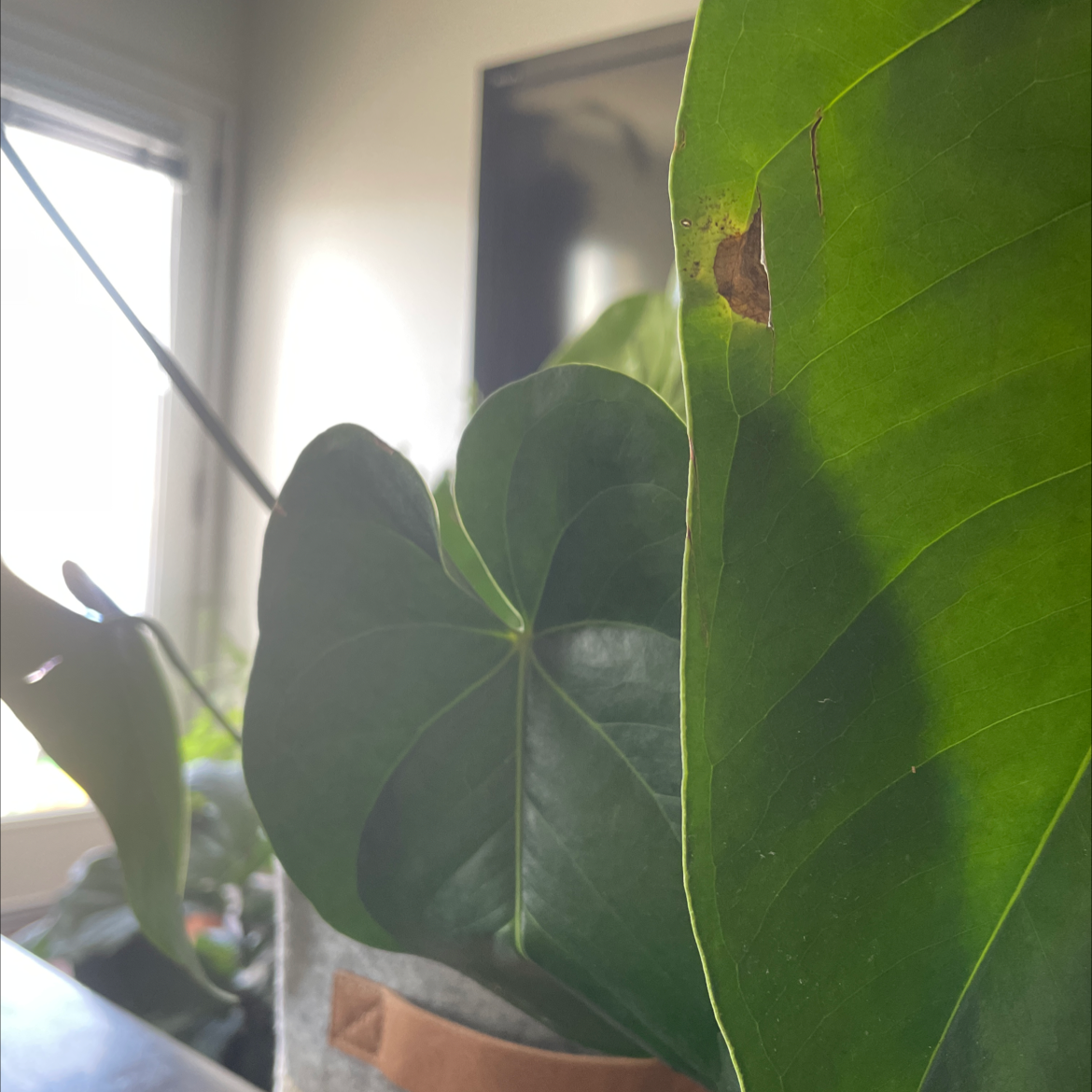 Close-up of a healthy, vibrant Painter's Palette plant with striking green and cream variegated heart-shaped leaves.