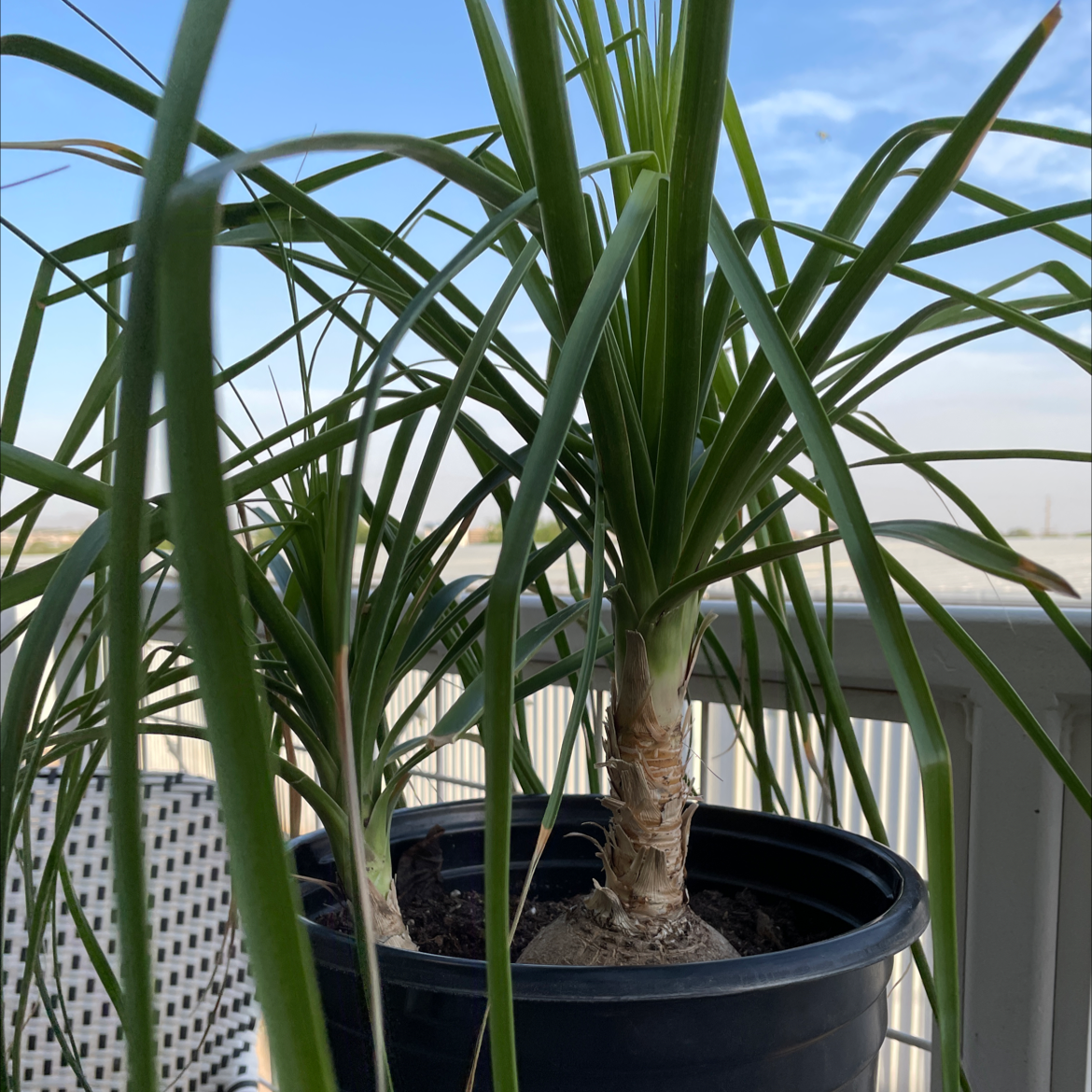 Healthy ponytail palm in a nursery pot, with long green leaves growing from a bulbous stem base, on a patio.