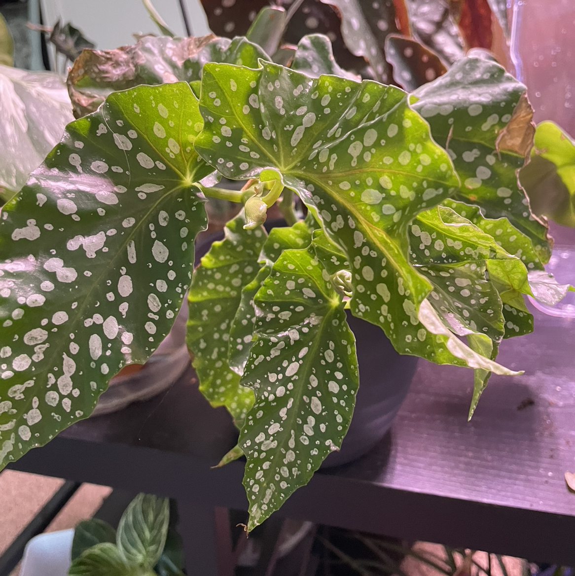 Polka Dot Begonia with green leaves and white spots in a pot on a table.