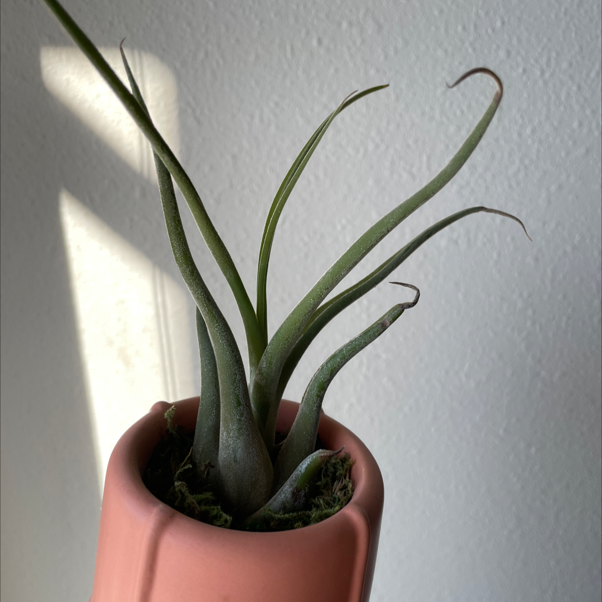 Propagating Cylindrical Snake Plant: The Ultimate Guide
