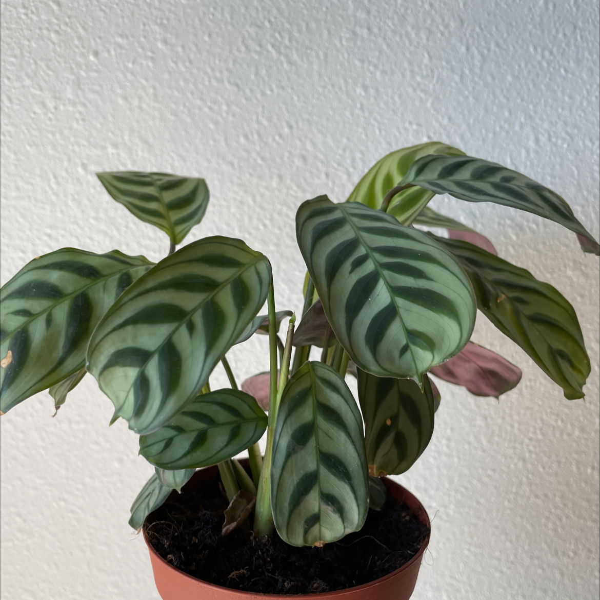 Calathea 'Freddie' plant in a small pot with distinctive striped leaves.