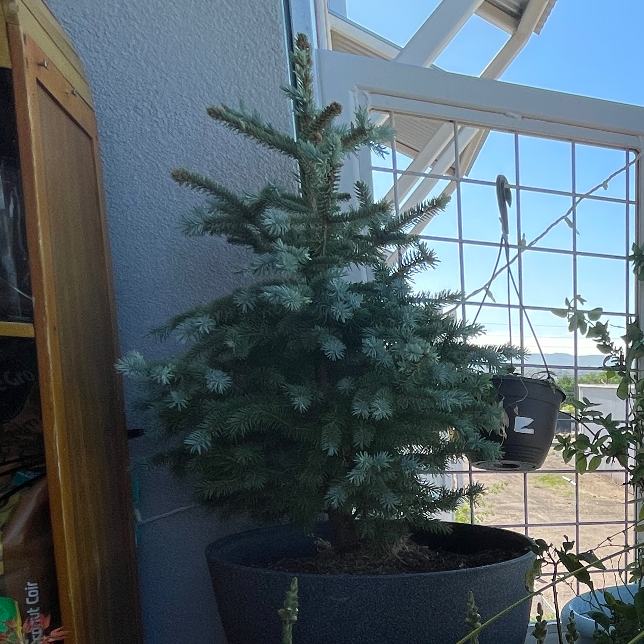 Blue Spruce plant in a pot near a window, appears healthy.