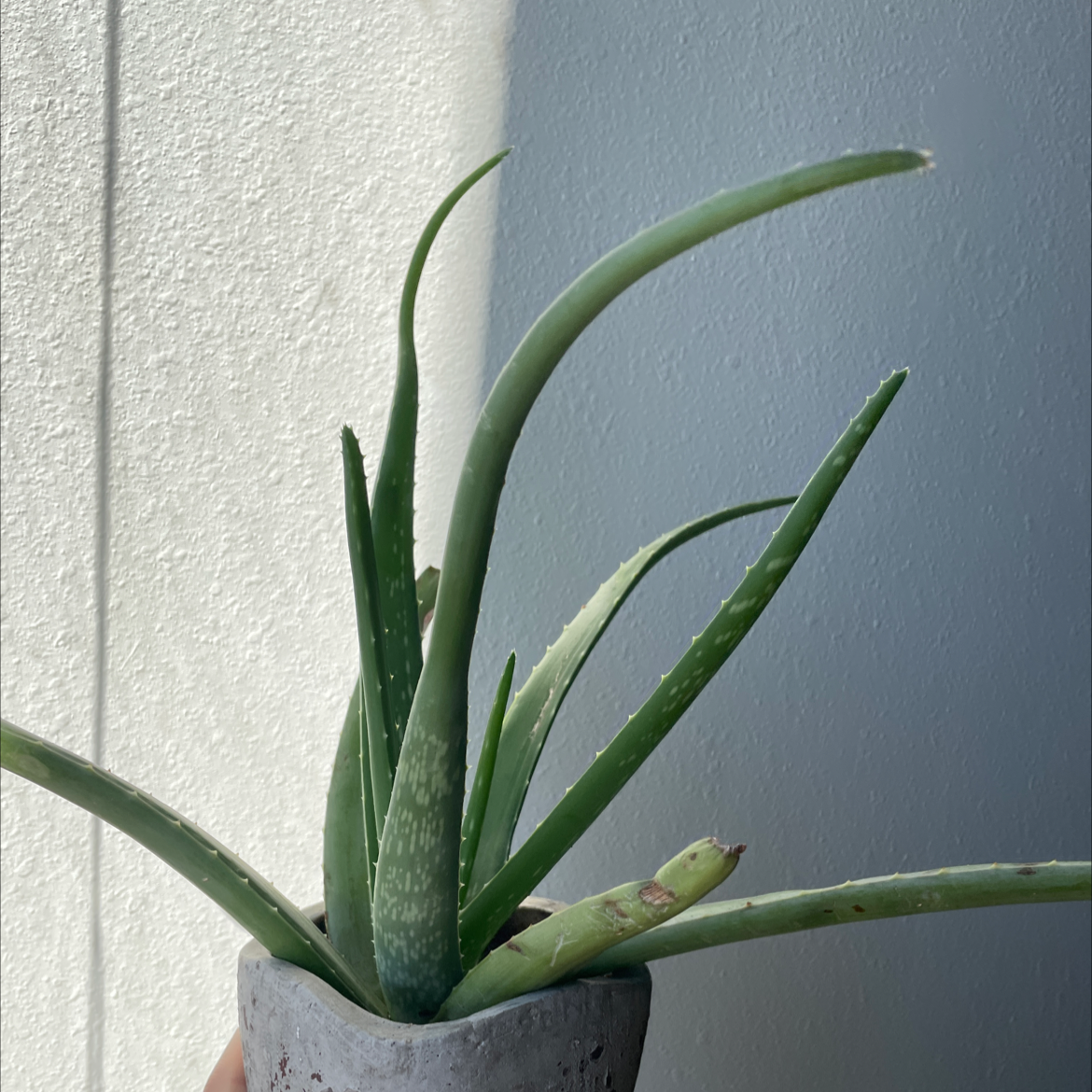 Aloe vera plant photo by @zay named Darwin on Greg, the plant care app.