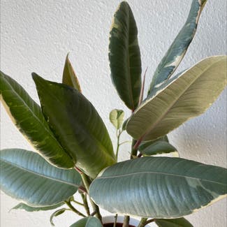 Variegated Rubber Plant plant in Somewhere on Earth