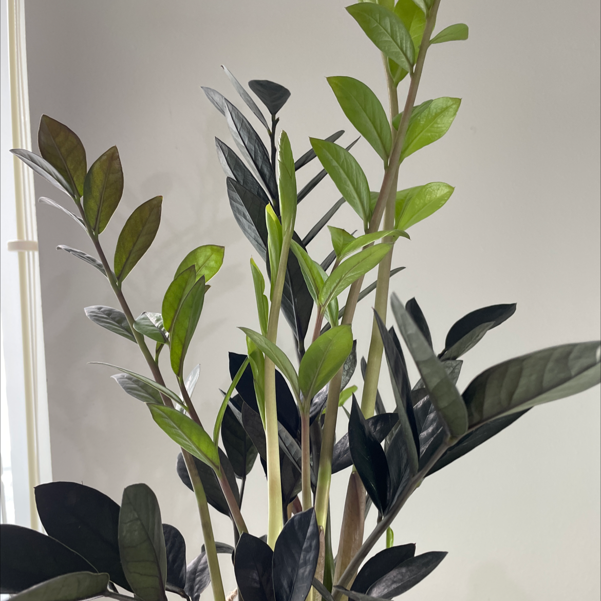 Raven ZZ Plant with healthy, glossy leaves.