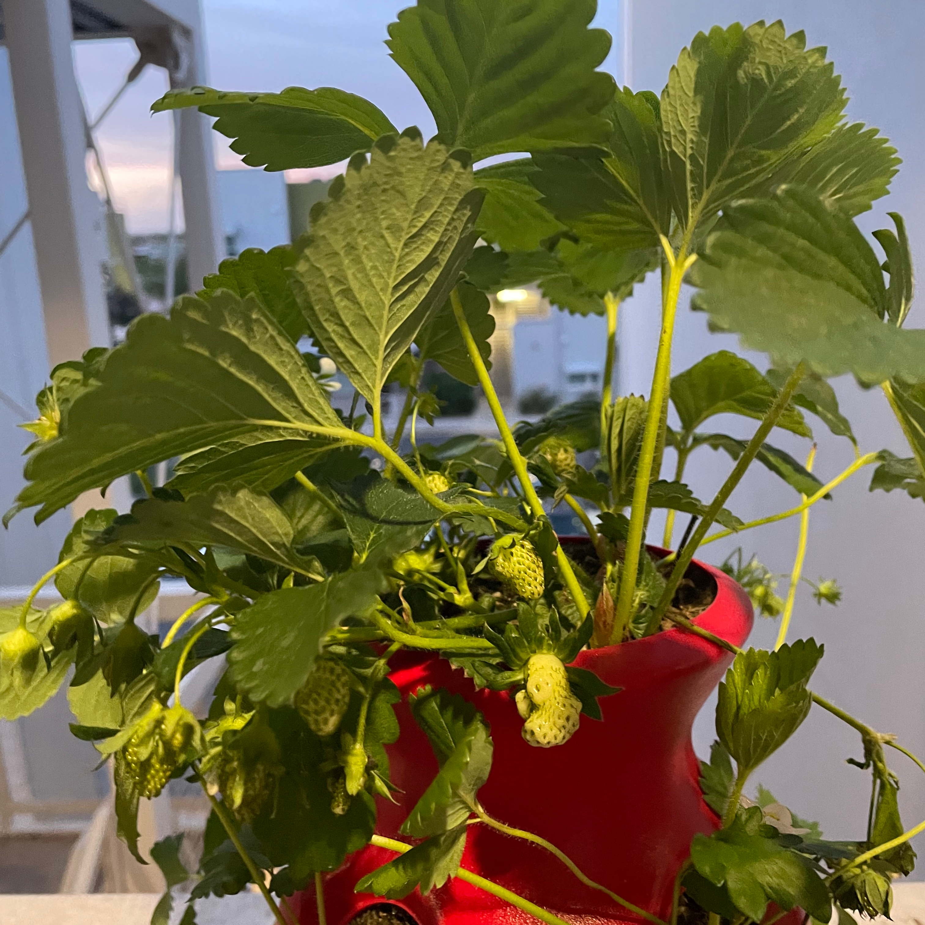 California Strawberry plant in a red pot with green leaves and developing strawberries.