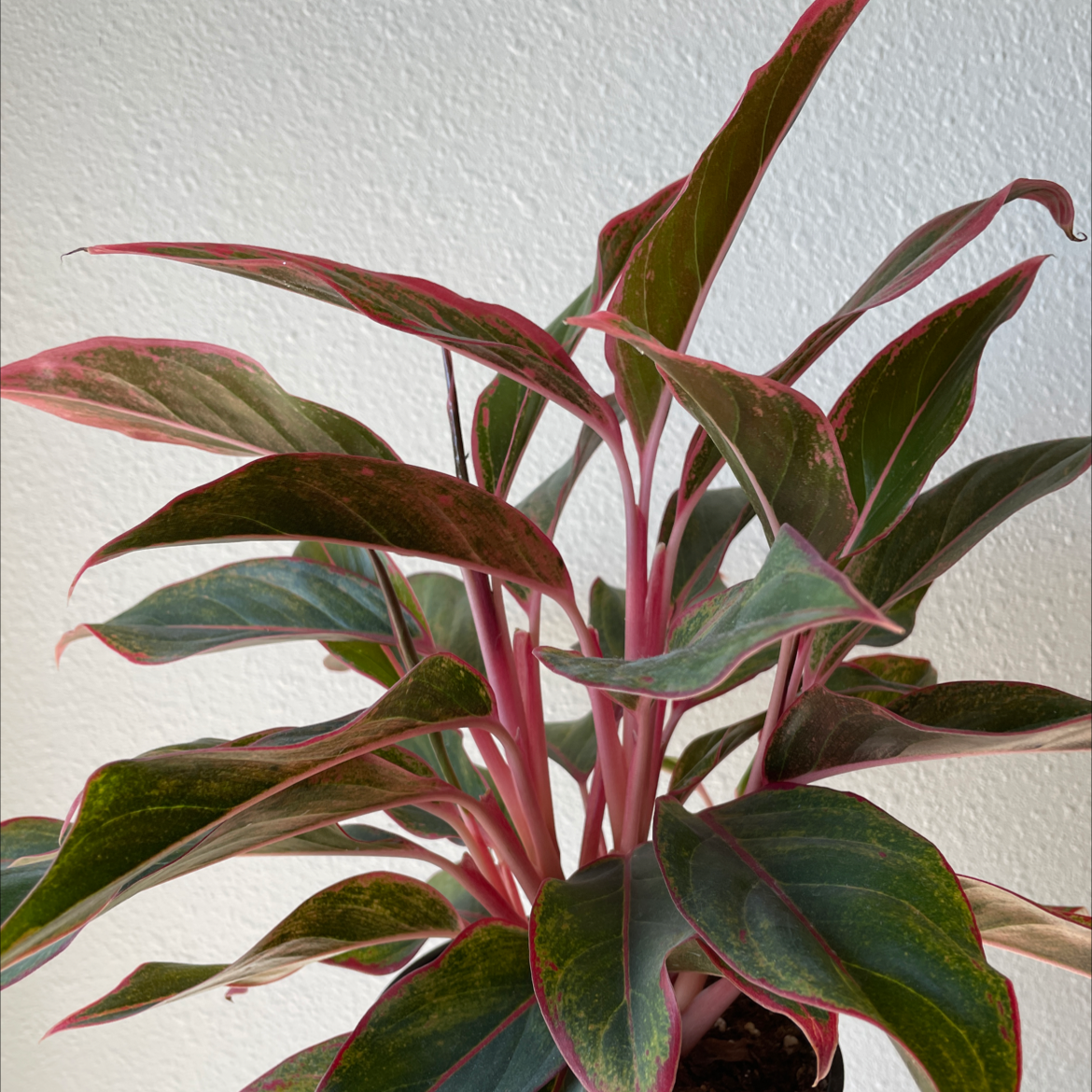Red Siam Aurora Aglaonema plant with vibrant red and green leaves, well-framed and in focus.