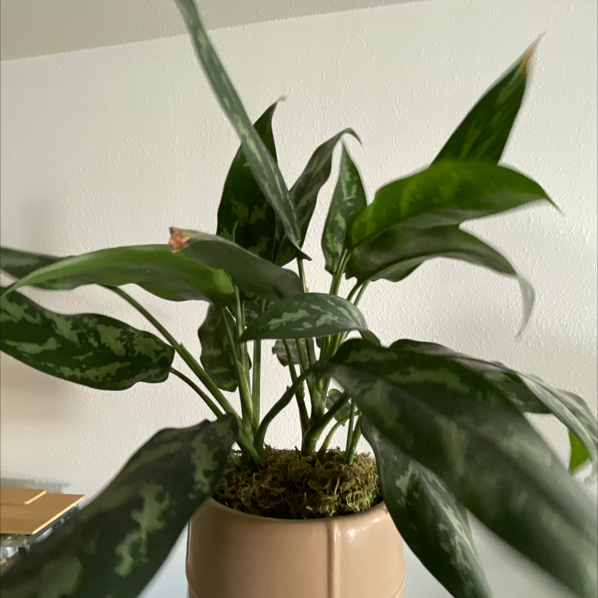 Healthy Chinese Evergreen plant with lush green leaves potted in a light-colored pot with moss covering the soil surface.