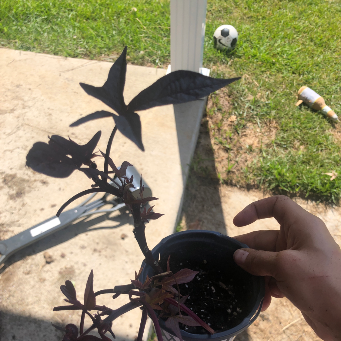 Healthy purple Sweet Potato Vine plant in black plastic pot outdoors, with hand pointing to new growth.