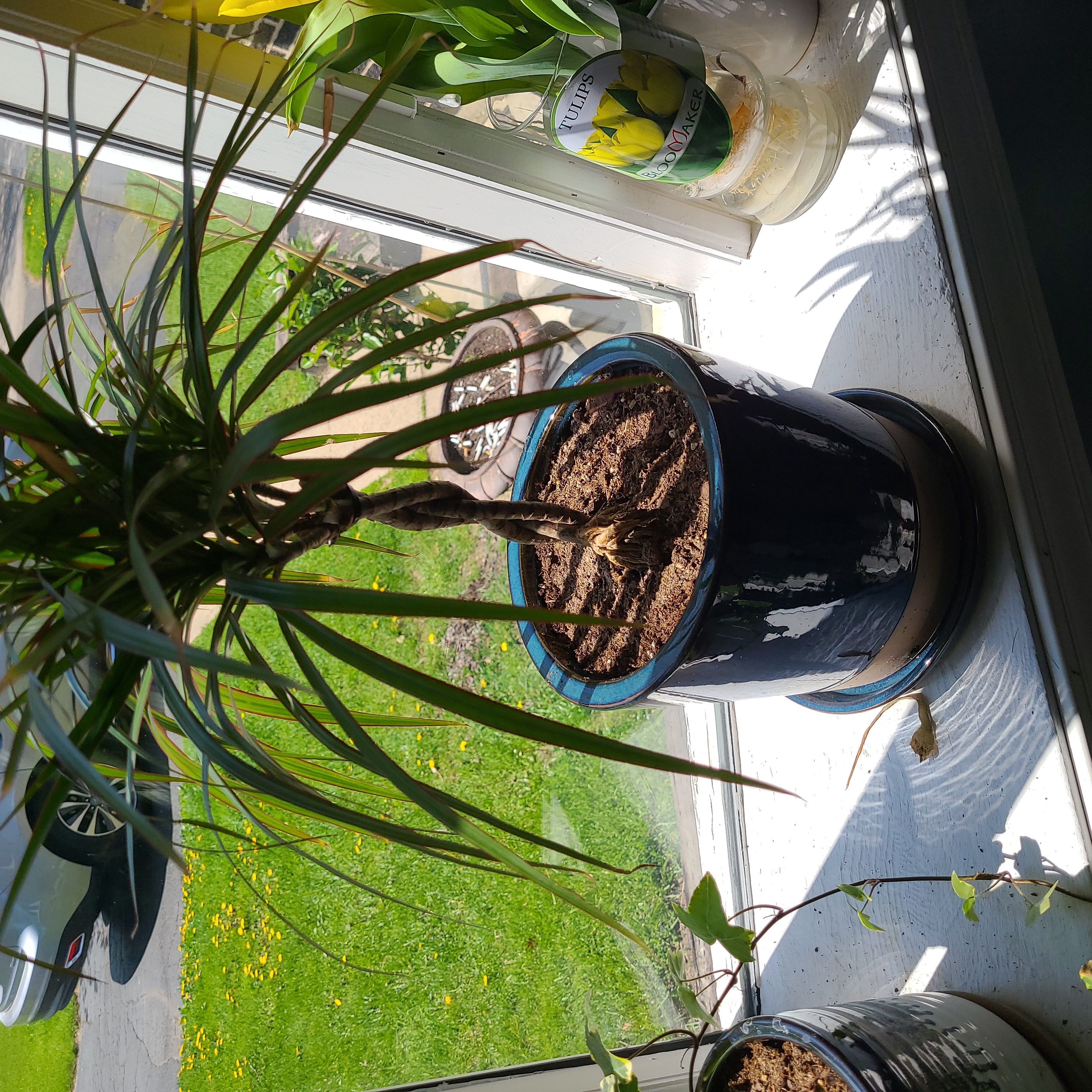 Madagascar Dragon Tree in a pot on a windowsill with visible soil.