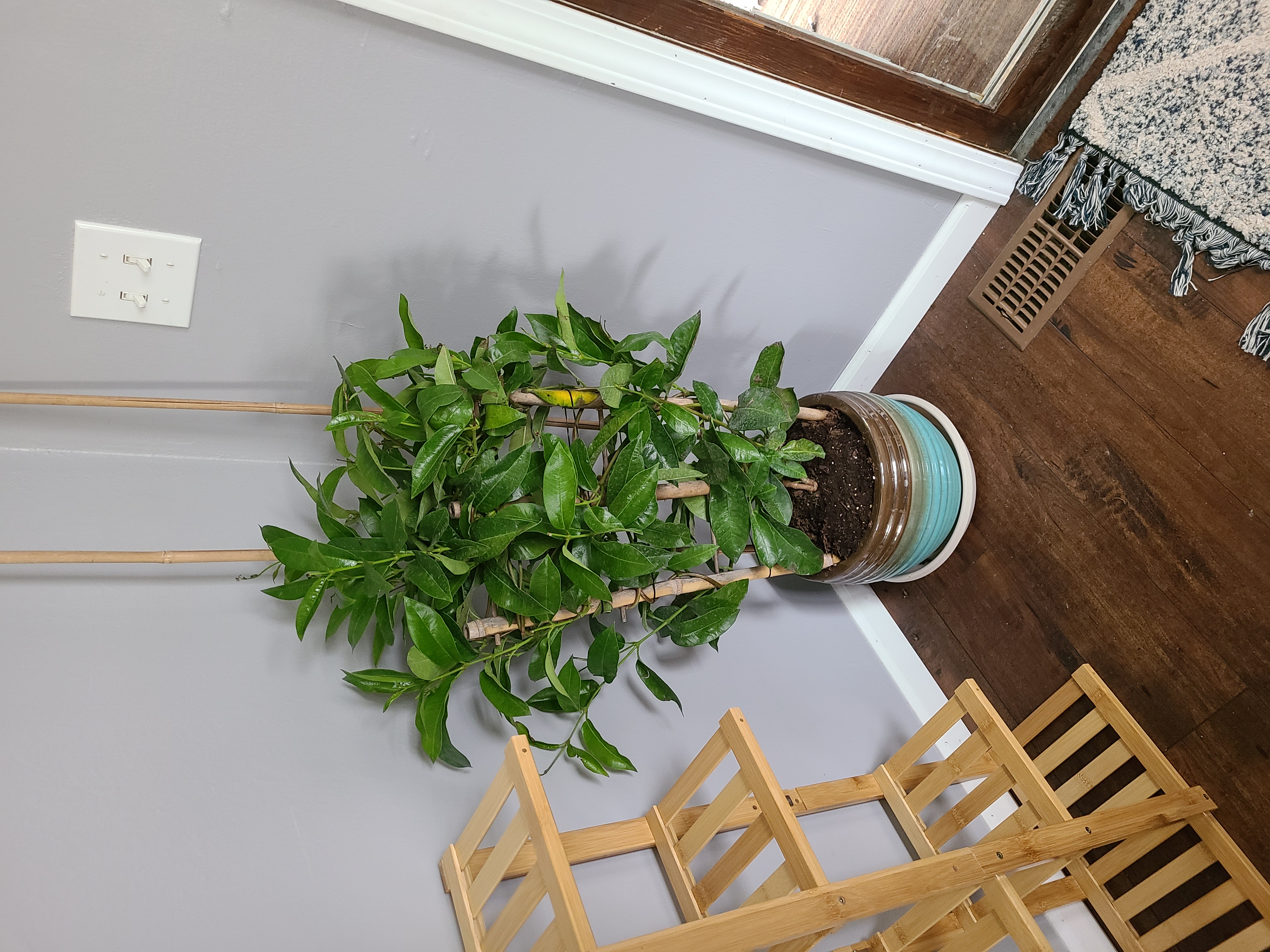 Photo of the plant species Plateau Rocktrumpet by @GentleSunbright named Mandeville on Greg, the plant care app
