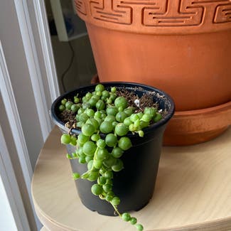 String of Pearls plant in Gaithersburg, Maryland