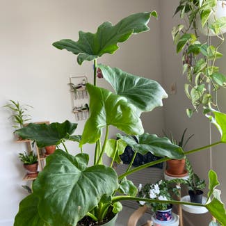 Shangri-La Philodendron plant in Gaithersburg, Maryland