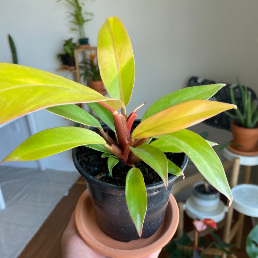 Photo of the plant species Polynesian Sunset Philodendron by @hannahsophiya named Cassiel on Greg, the plant care app