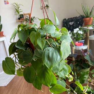 Heartleaf Philodendron plant in Gaithersburg, Maryland
