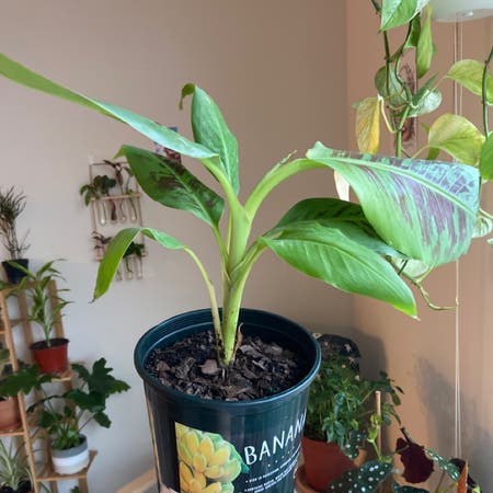 Photo of the plant species Banana by Hannahsophiya named Michaelangelo on Greg, the plant care app