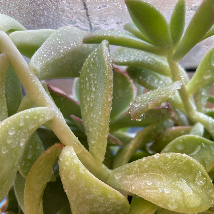 Close-up of a Painted Lady succulent with water droplets on its leaves.