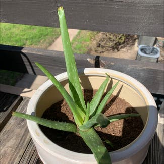 Aloe vera plant in College Station, Texas