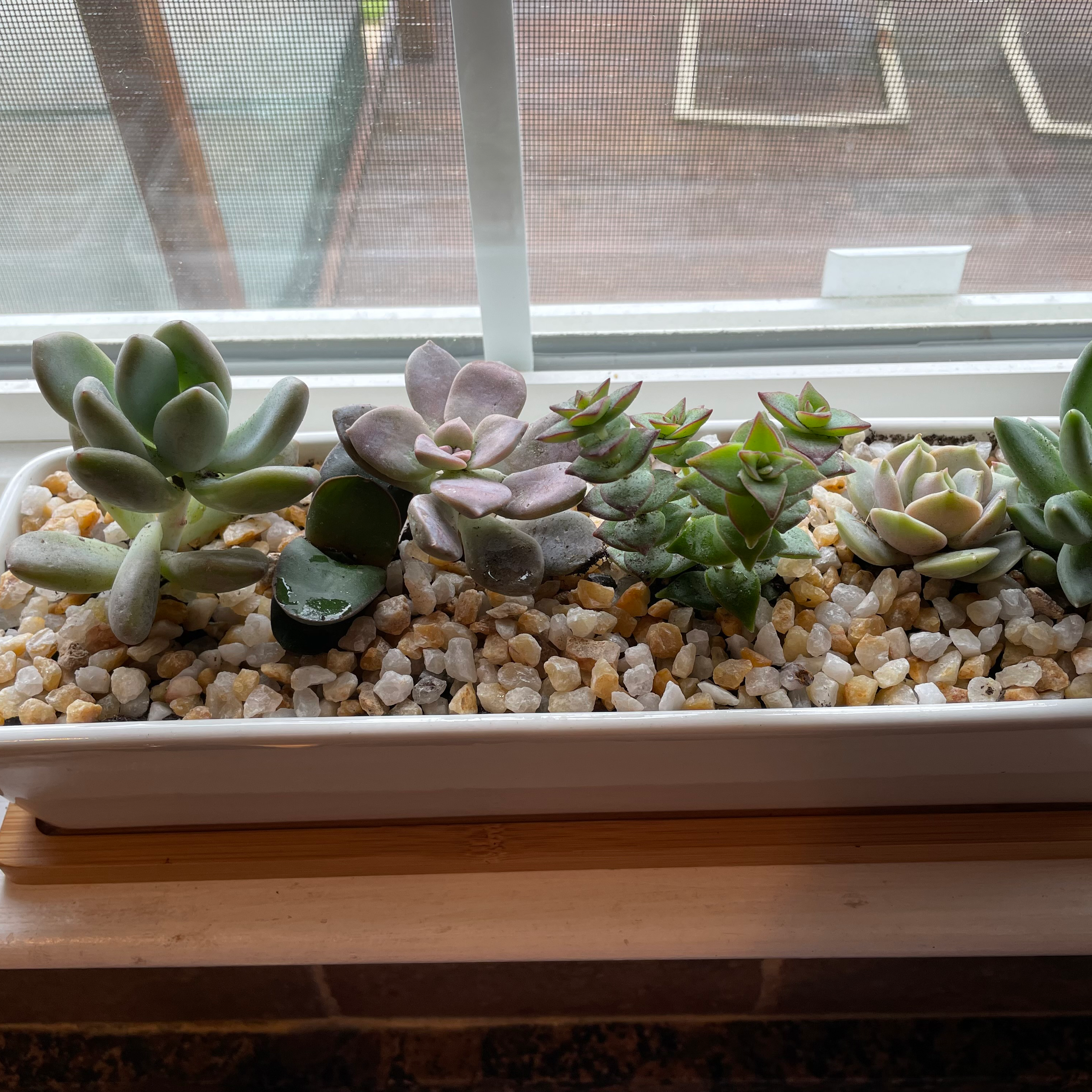 Planter with multiple healthy succulents, including Pachyphytum 'Moon Silver', on a windowsill.
