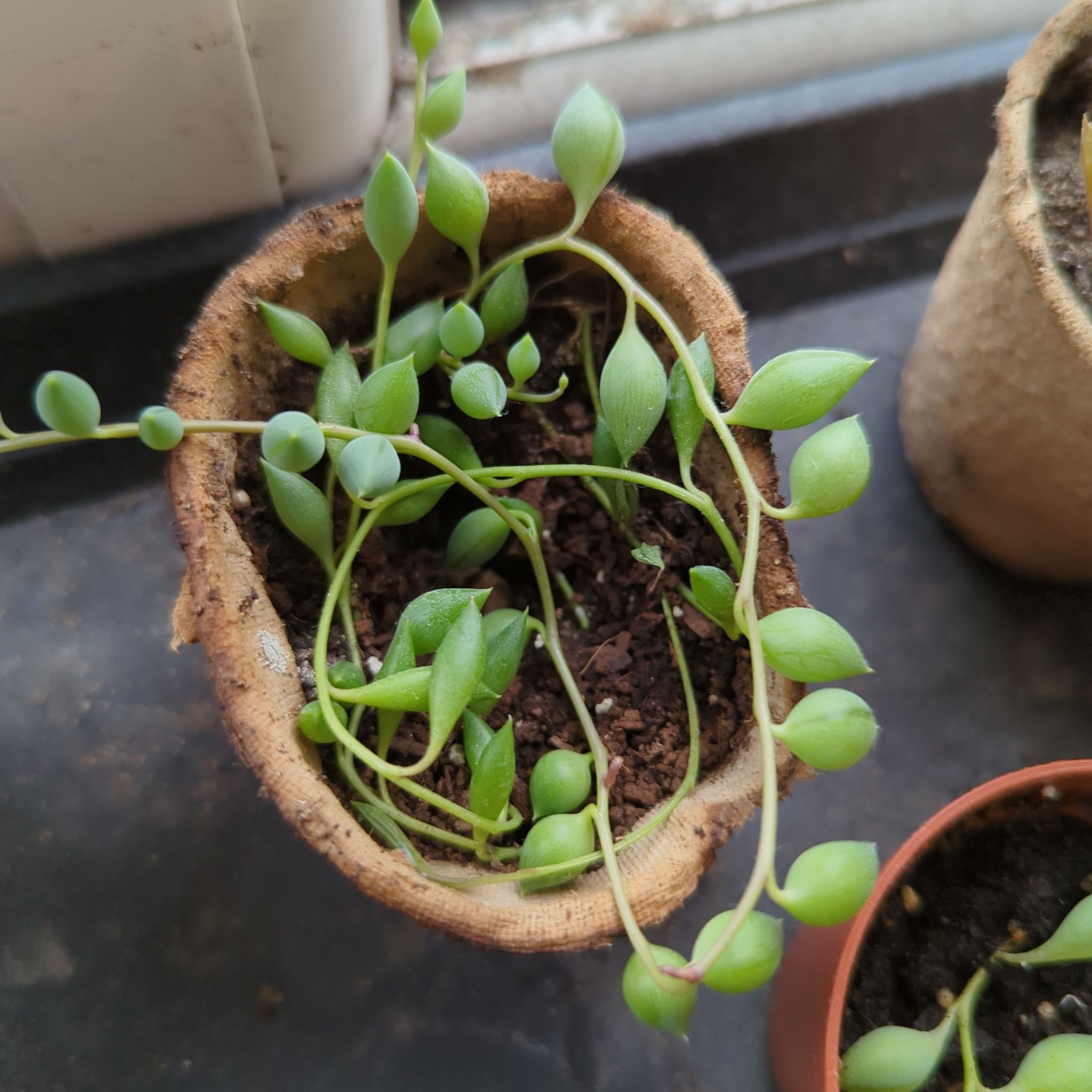 String of Raindrops plant in a small pot with visible soil, healthy green leaves.