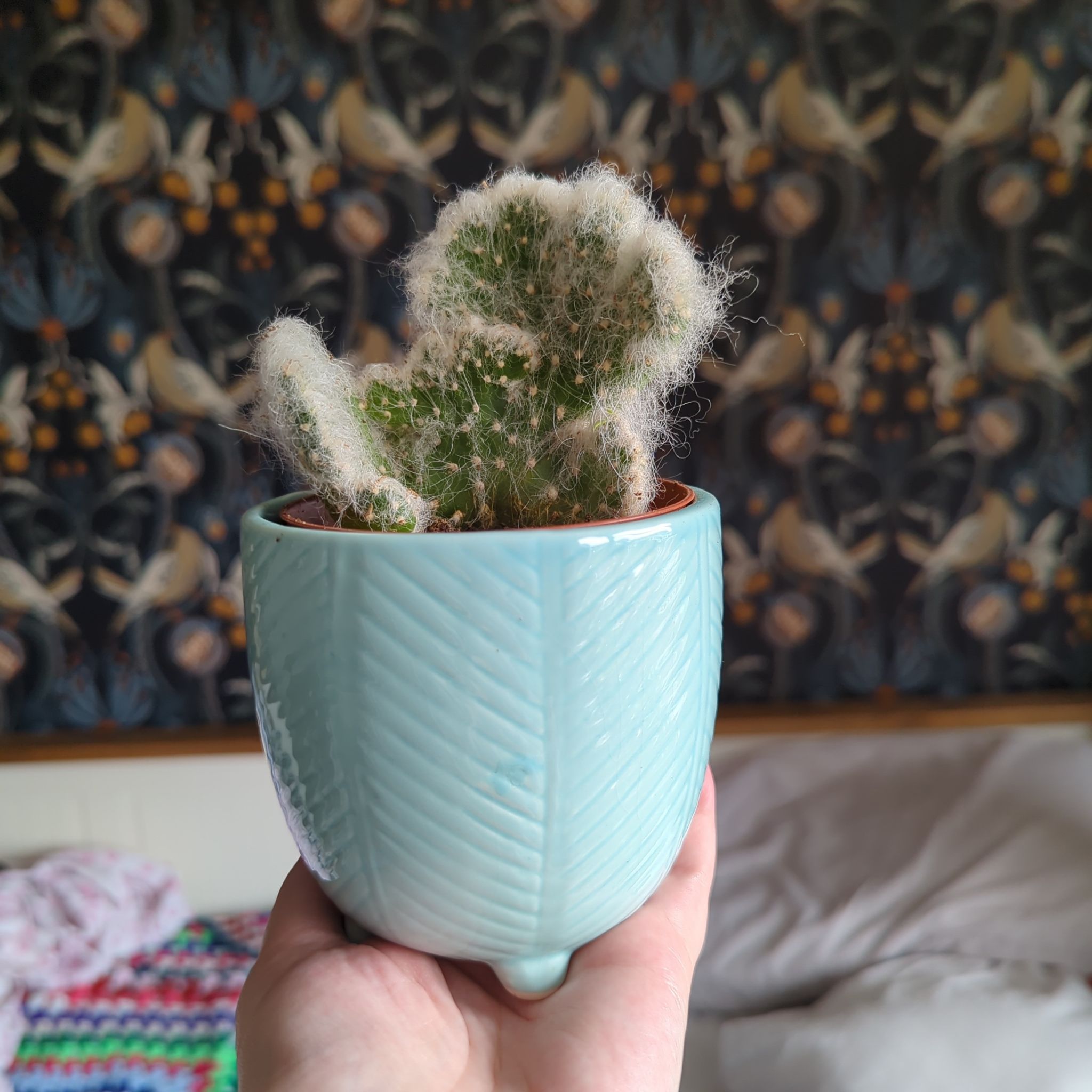 Photo of the plant species Old Man Opuntia by @OutgoingDamiana named Whiskers on Greg, the plant care app