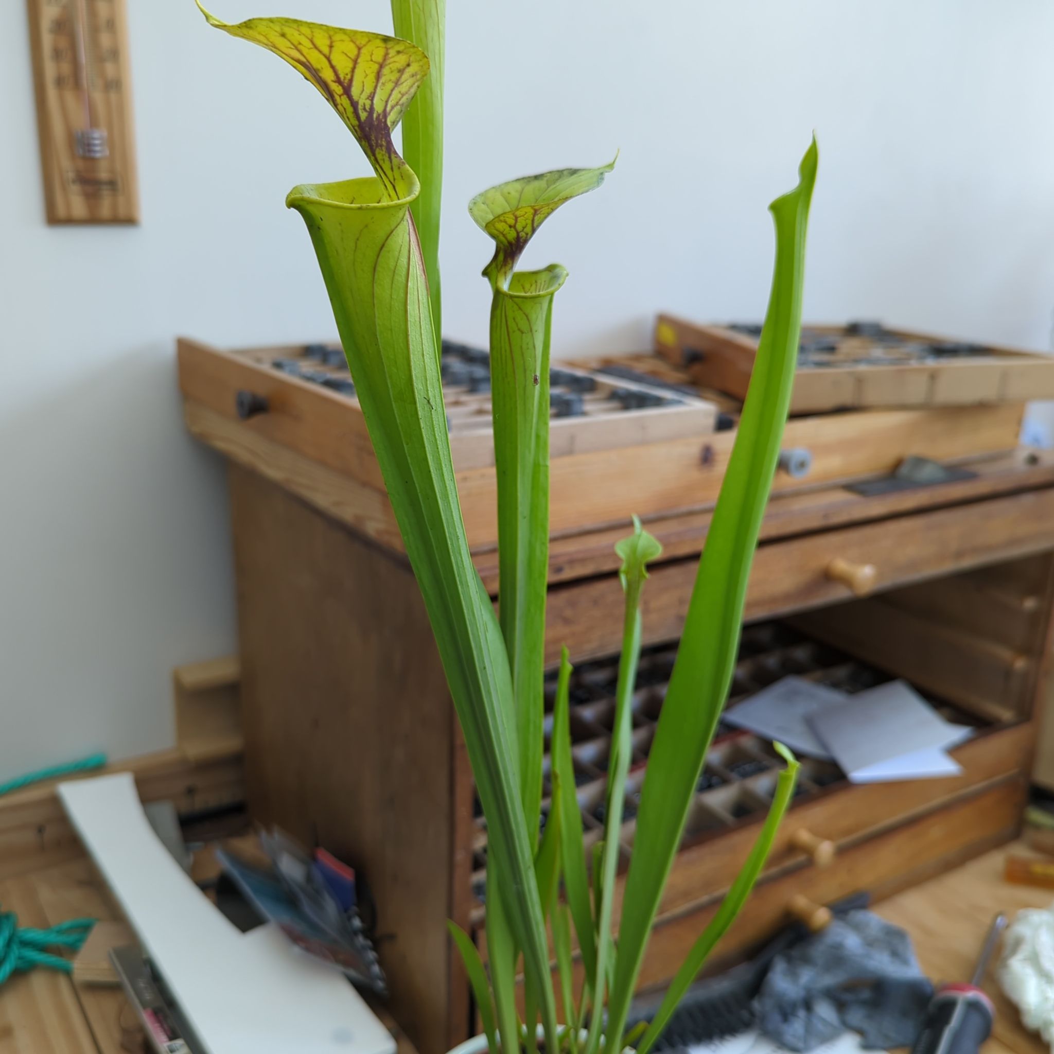 Yellow Pitcher Plant with tall, tubular leaves in an indoor setting.