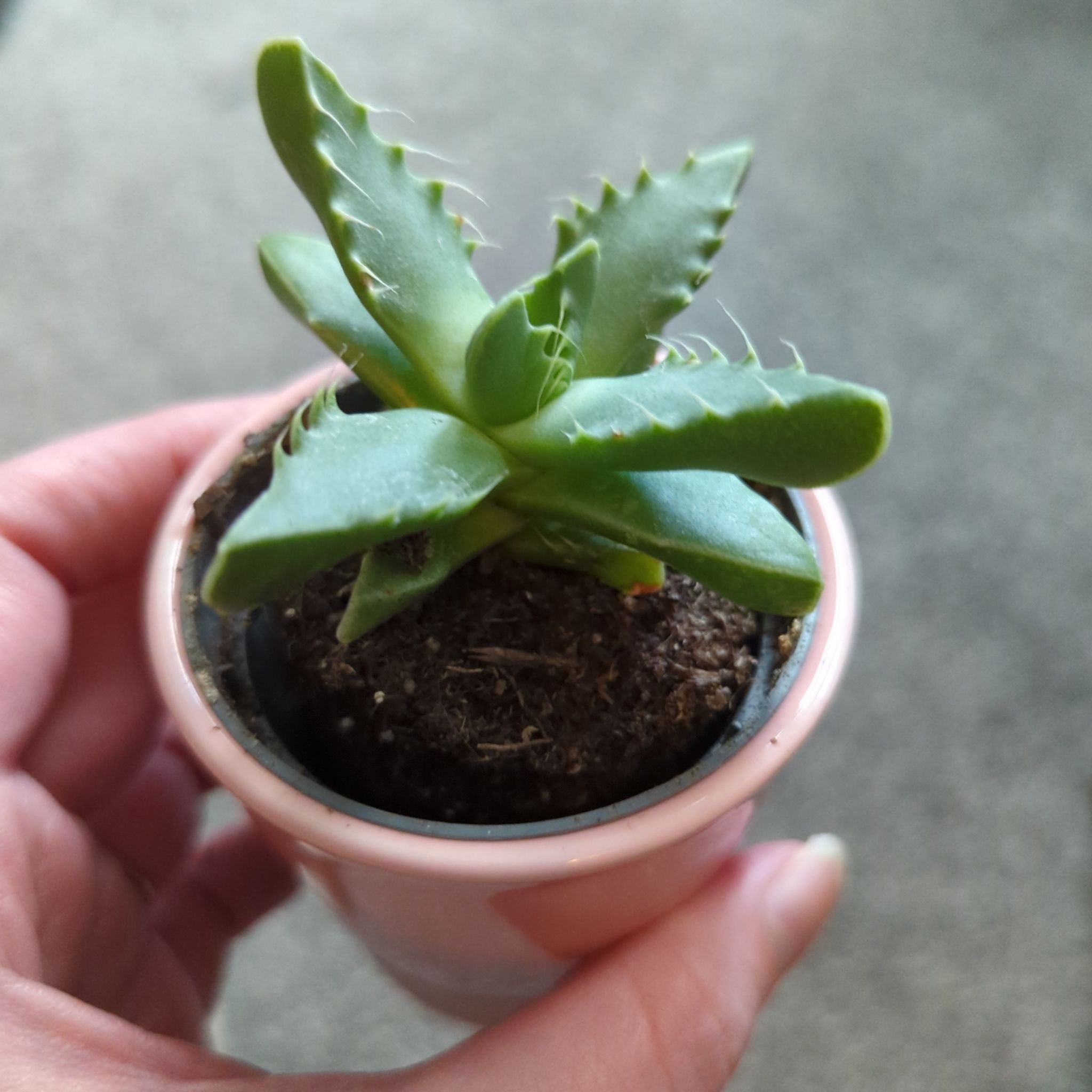 Photo of the plant species Tiger's Jaw by @OutgoingDamiana named Tigger on Greg, the plant care app