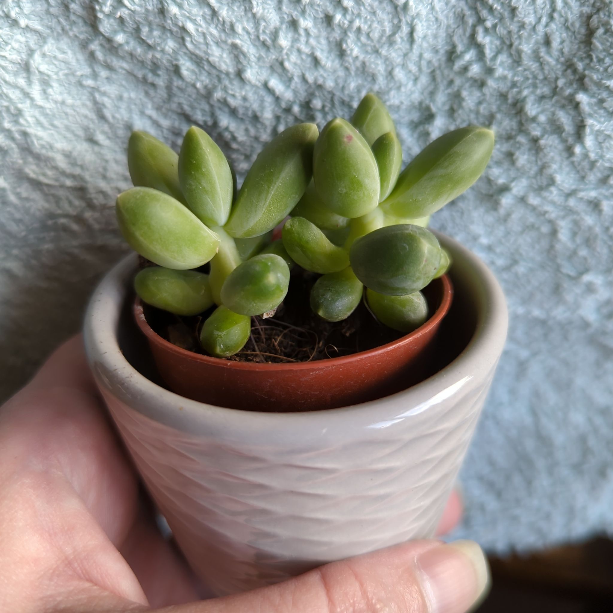Pachyphytum 'Moon Silver' succulent in a pot, held by a hand.