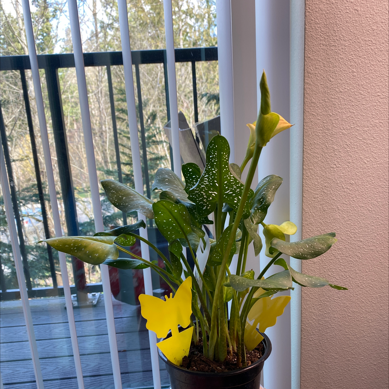 A healthy, thriving calla lily plant with yellow and green spathes in a brown ceramic pot on a windowsill.