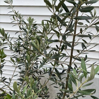 Olive Tree plant in Somewhere on Earth