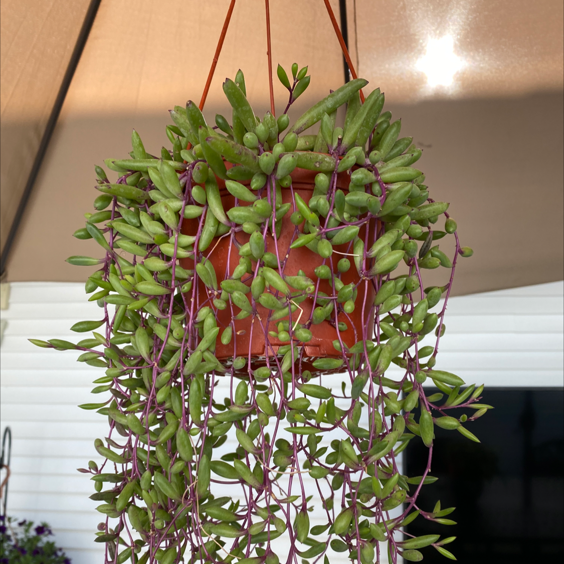 Hanging ruby necklace plant with green leaves and purple stems in a pot.