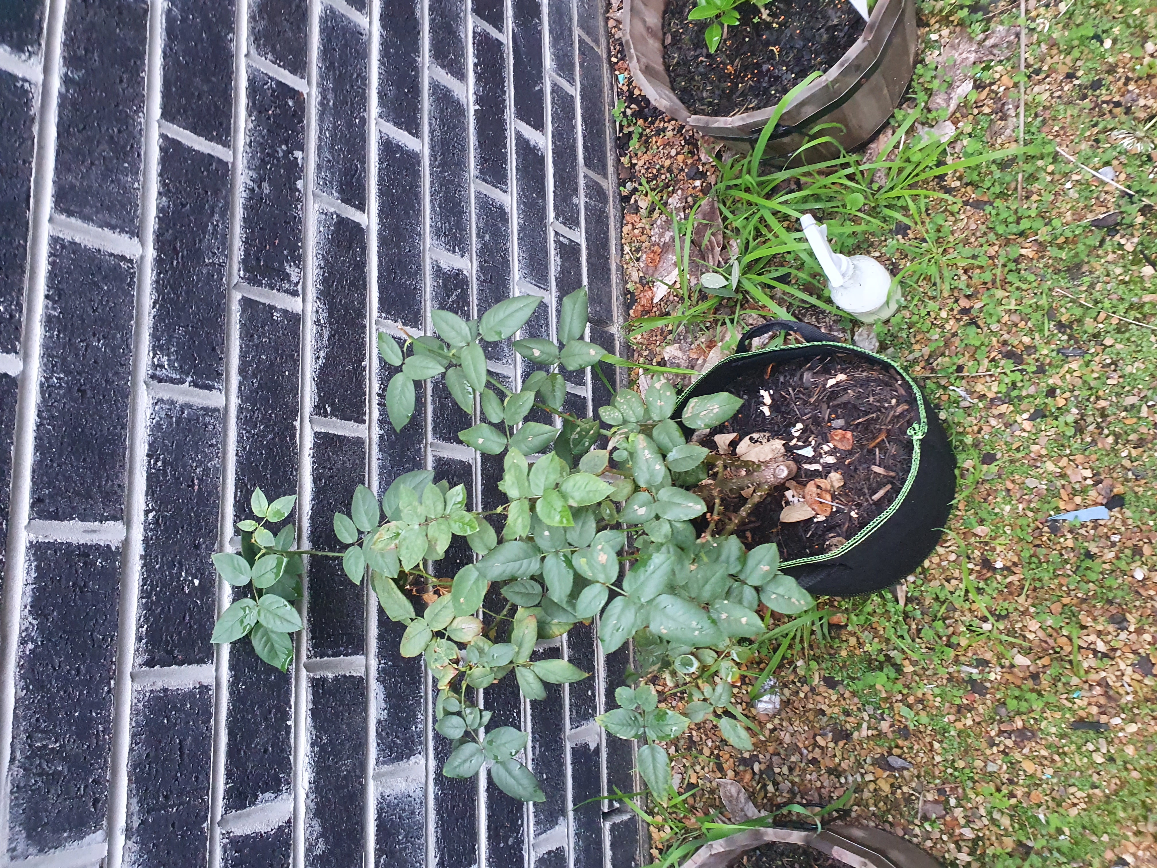 Photo of the plant species Hybrid Tea Rose by @SelectBlueelf named Rose on Greg, the plant care app
