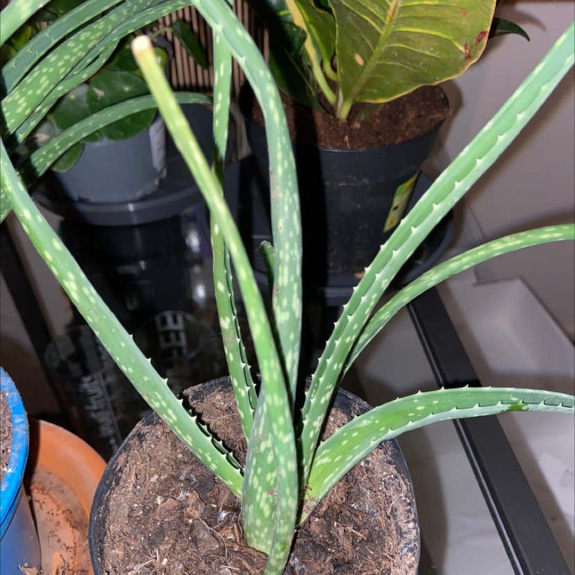 Aloe vera plant photo by @action.ann named Mochi on Greg, the plant care app.