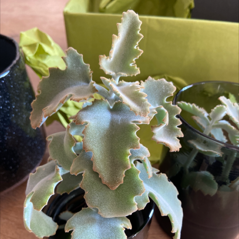 Felt Bush plant with wavy-edged leaves, some browning at the edges, potted indoors.
