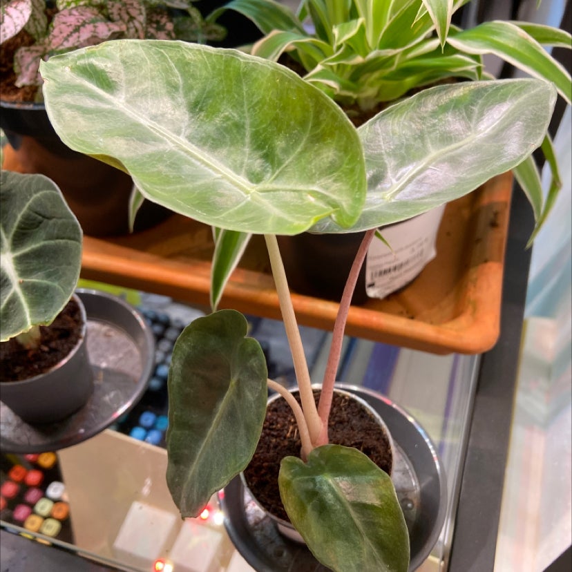 Photo of the plant species Alocasia Pink Dragon by @action.ann named Dehli on Greg, the plant care app