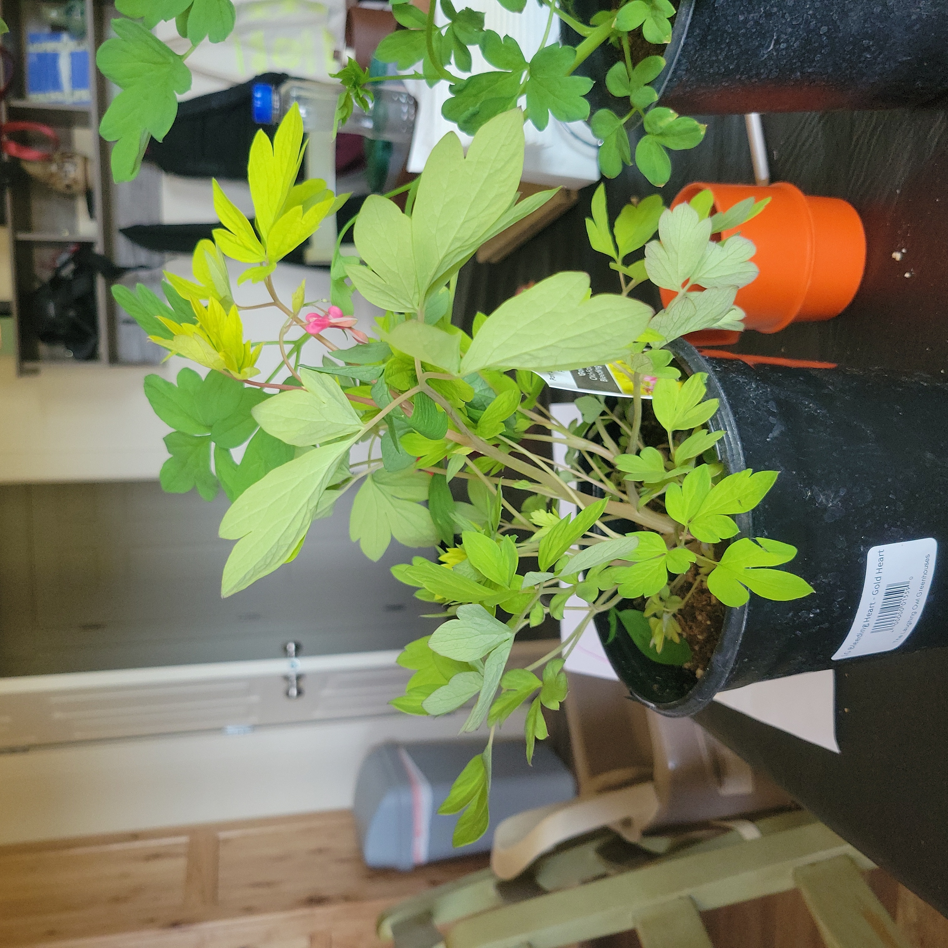 Potted Asian Bleeding-Heart plant with green leaves and pink flowers indoors.