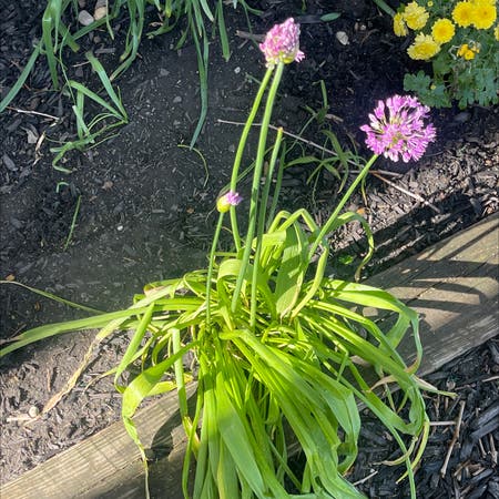 Photo of the plant species Crow Garlic by Lordrosea named Your plant on Greg, the plant care app