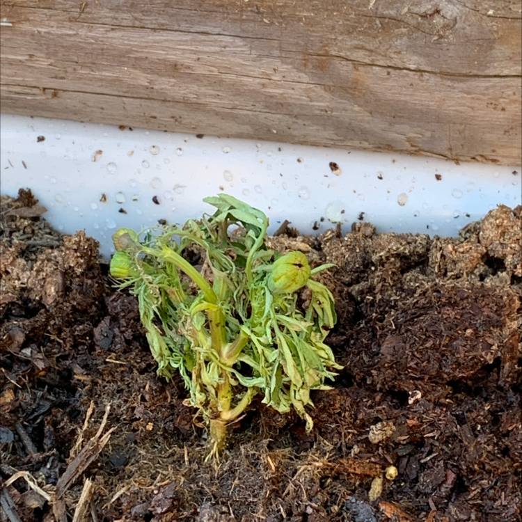 A small African Marigold plant with yellowing and browning leaves in soil.
